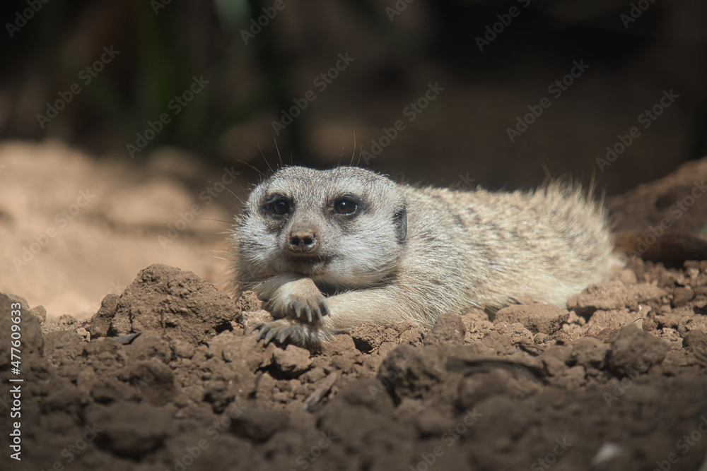 Fototapeta premium meerkat laying on the ground enjoying the sun