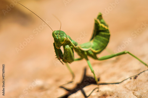 green praying mantis © ziza_za