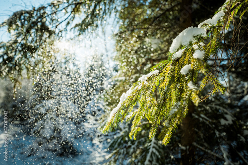 Fototapeta Naklejka Na Ścianę i Meble -  Trees under snow winter landscape with forest Beskidy Poland