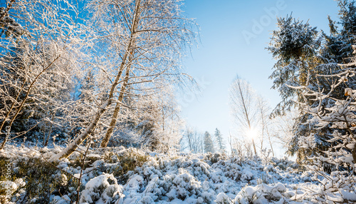 Fototapeta Naklejka Na Ścianę i Meble -  Trees under snow winter landscape with forest Beskidy Poland