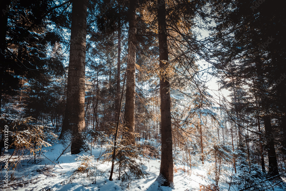 Fototapeta premium Majestic winter wonderland forest covered by snow Beskidy Poland