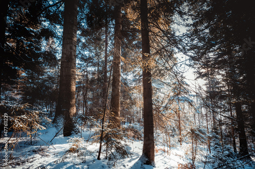 Fototapeta Naklejka Na Ścianę i Meble -  Majestic winter wonderland forest covered by snow Beskidy Poland