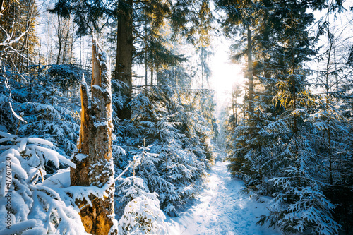 Fototapeta Naklejka Na Ścianę i Meble -  Majestic winter wonderland forest covered by snow Beskidy Poland