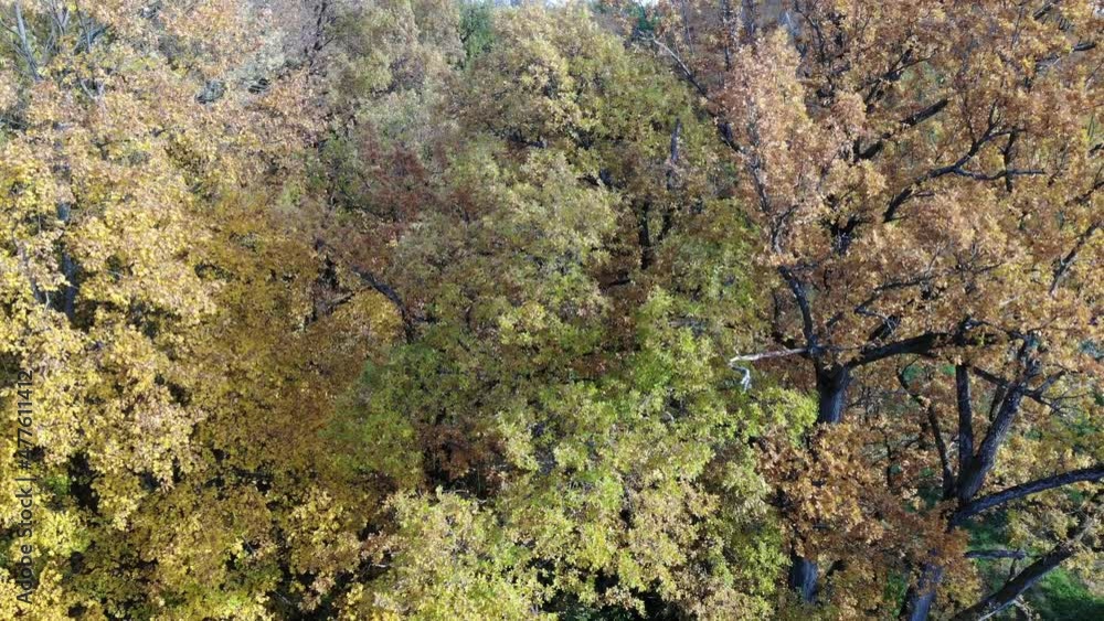 Yellow oak trees are autumnal. Black trunks and colored yellow orange leaves. close up Aerial drone view. Flying over. Drone is moving down. High quality 4k footage Yellow oak trees are autumnal. Black trunks and colored yellow orange leaves. close up Aerial drone view. Flying over. Drone is moving down. High quality 4k footage