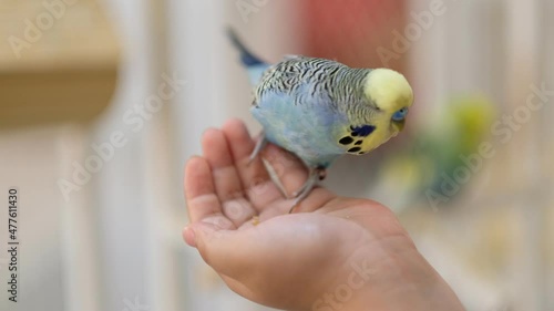 budgie with blur background
