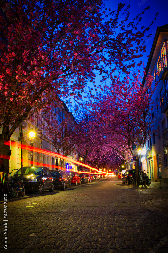 cherry blossom bonn city with light trails at the blue hour