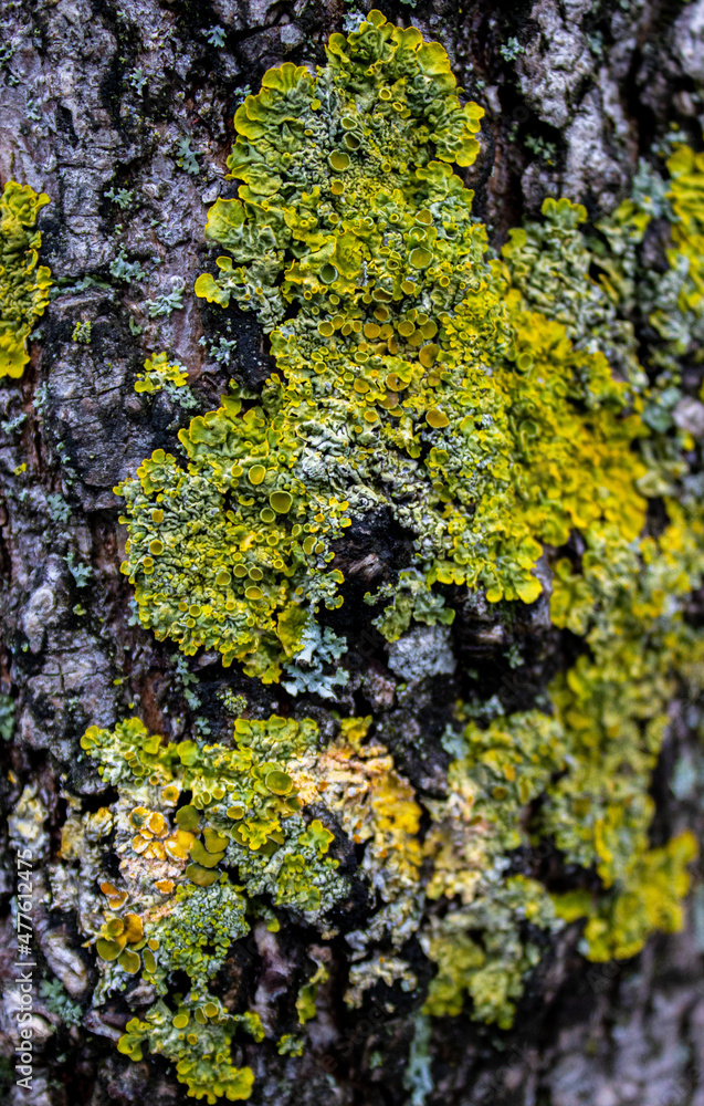 lichen on tree bark lichen on tree bark