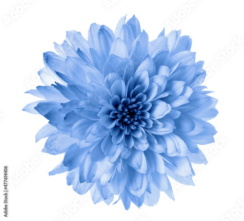 Billede på lærred Beautiful light blue chrysanthemum flower isolated on white