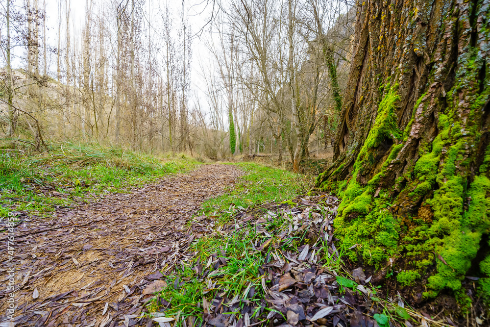 Path between fallen leaves on the ground and moss covered tree trunks. Path between fallen leaves on the ground and moss covered tree trunks.