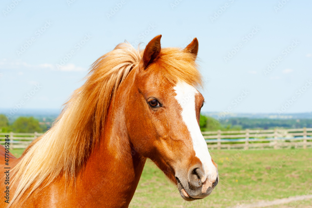 Close up head shot of beautiful chestnut pony with flaxen mane standing in English countryside on a sunny summers day. Close up head shot of beautiful chestnut pony with flaxen mane standing in English countryside on a sunny summers day.