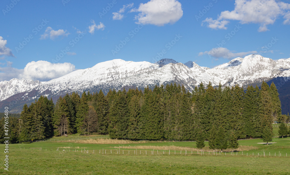 Mountain background. View on the meadow and forest with the background of snow capped mountains under the sky with clouds. Pian Cansiglio, Italy.