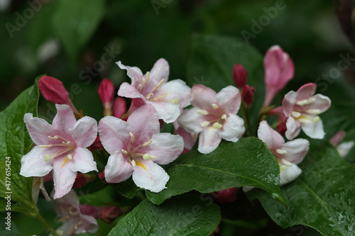 Weigela Rosea . Pink flower, fully open and closed small Flowers with green leaves. Selective focus of bright pink petals. Many pink Flowers on a bush in the garden.Floral background. Place for text.