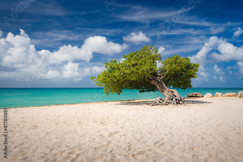 Canvas Print A windswept Divi Tree on a sunny day in Aruba on a white sandy beach with calm turquoise Caribbean sea waters