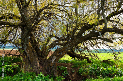 A close-up old magic  fabulous  fantastic  scary  spreading tree with many branches and twigs against the background of green grass in the field. A huge thick trunk with a lot of trunks.