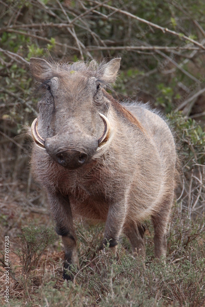 Warthog, Addo Elephant Park, Gqeberha, South Africa Warthog, Addo Elephant Park, Gqeberha, South Africa