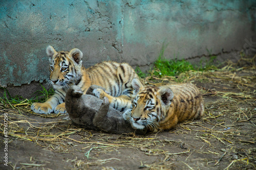 Two sweet tiger baby is lying on the land.