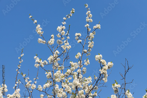 Blooming plum tree with white flowers and green fresh leaves and buds is on a blurred background in a park in spring