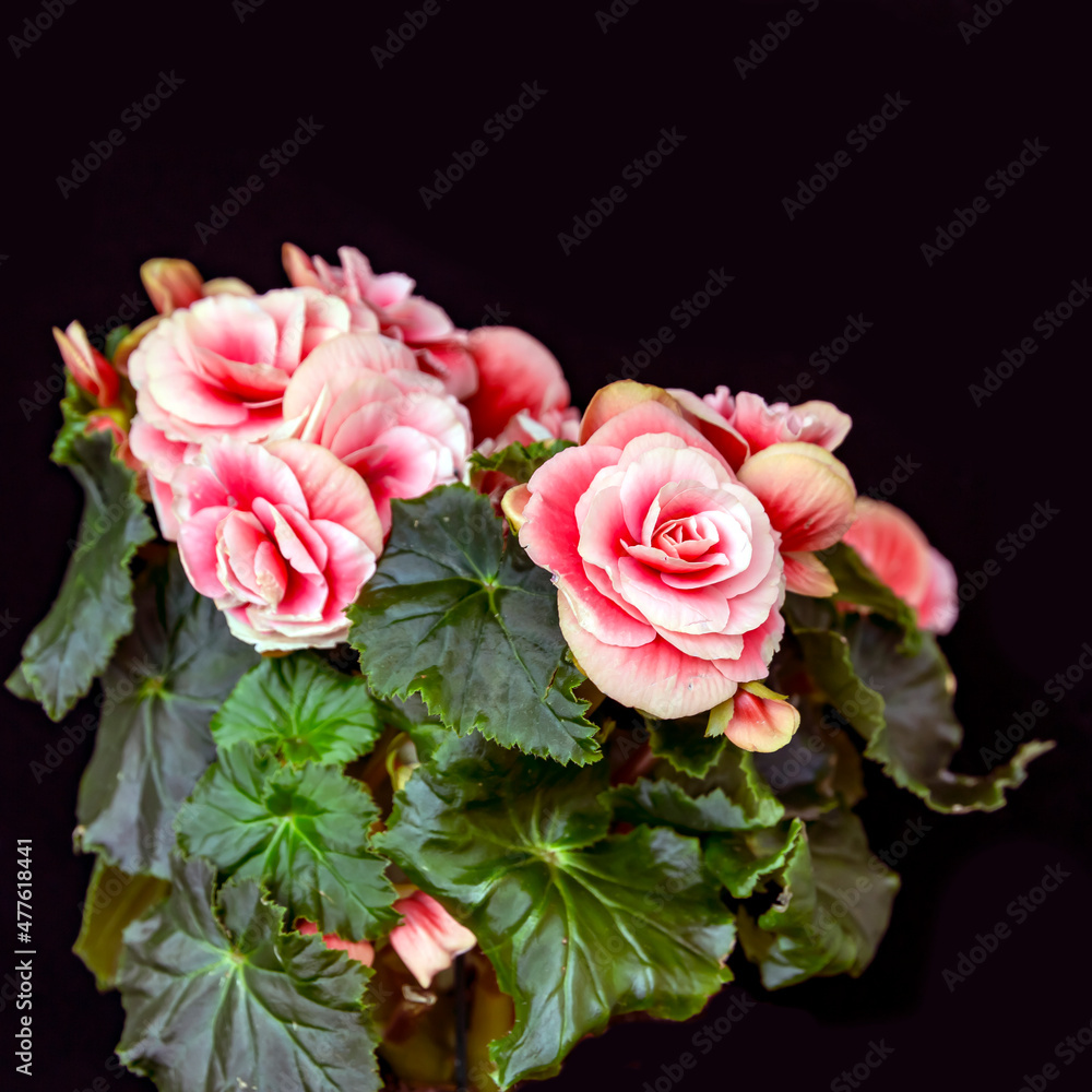 Fototapeta premium Pink begonia elatior Borias isolate on black background. Floriculture, hobbies, home flowers.
