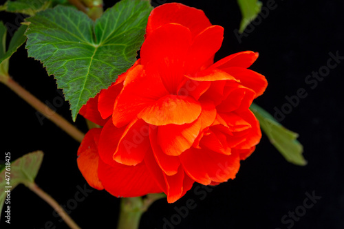Gorgeous tuberous begonia flower  isolate on black background. Floriculture  hobby  home and garden flowers.