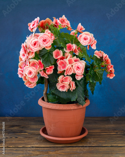 Blooming begonia elatior of the Borias variety. Floriculture, hobby, green home. photo