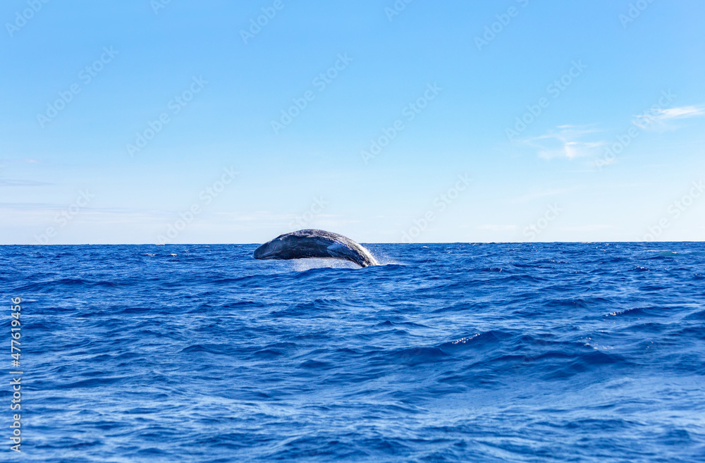 Fototapeta premium Whale in the atlantic ocean, São Miguel Island, Azores, Açores, Portugal, Europe.