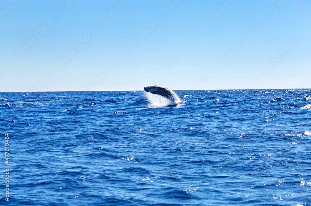 Fototapeta premium Whale in the atlantic ocean, São Miguel Island, Azores, Açores, Portugal, Europe.