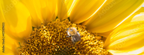 Sunflower in bloom, flower center close up with a polinating bee, vibrant golden yellow petals in bright sunlight full frame nature background