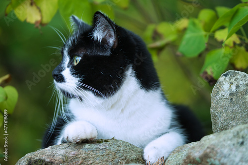 Profile of black and white tuxedo cat, peeking over stone fence outdoors, detailed picture of cats head, ears, black nose, whiskers and green eyes, white paws, blurred background with autumn leaves