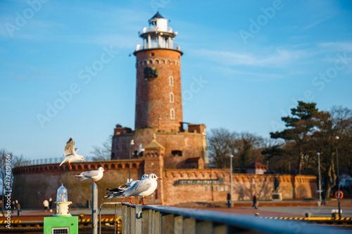 Seagull in the harbor and the lighthouse in Kolobrzeg,