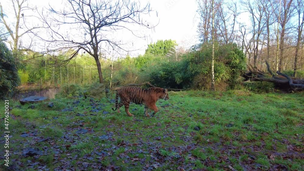 Lone Striped Tiger Walking Along Grass At Zoo. Slow Motion Lone Striped Tiger Walking Along Grass At Zoo. Slow Motion