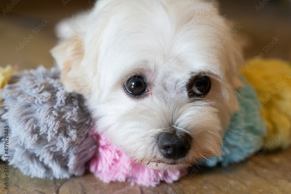 Cute Curious White Maltipoo Maltese Small dog resting on the floor with a colorful scarf Cute Curious White Maltipoo Maltese Small dog resting on the floor with a colorful scarf