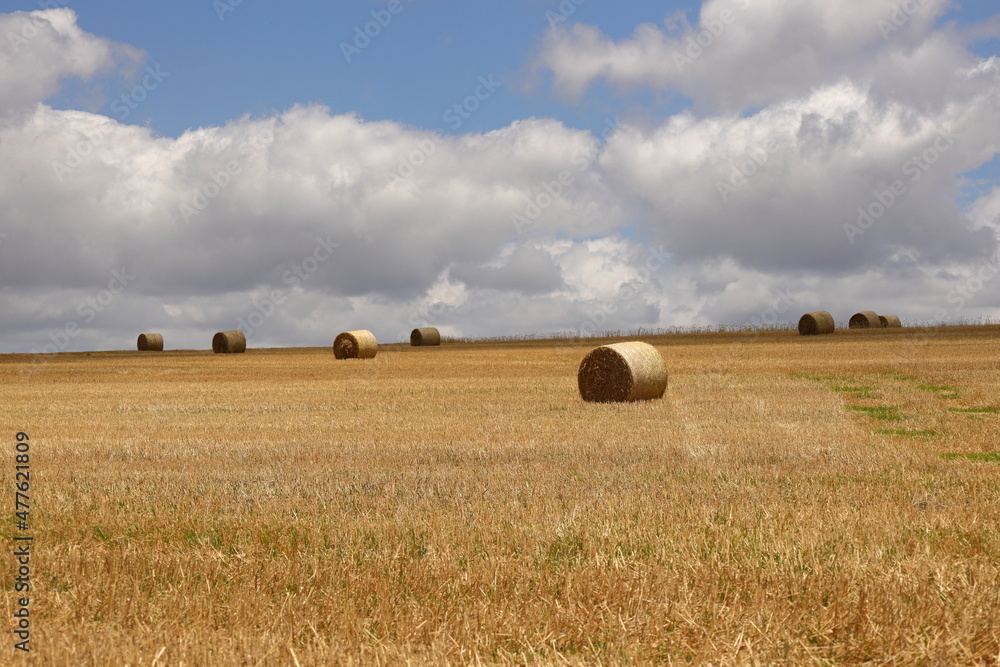 Fototapeta premium Hay rolls in the fields near Caledon in the Western Cape, South Africa