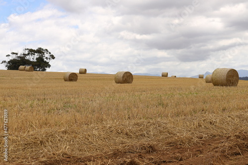 Hay rolls in the fields near Caledon in the Western Cape, South Africa