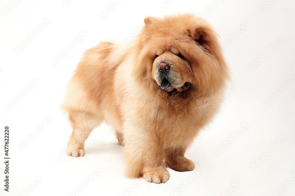 chow chow dog on a white background. chow chow dog on a white background.
