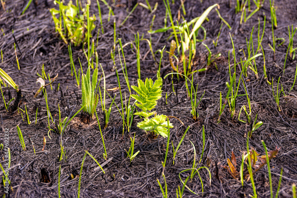 after the spring burning of dry grass, almost all living things died