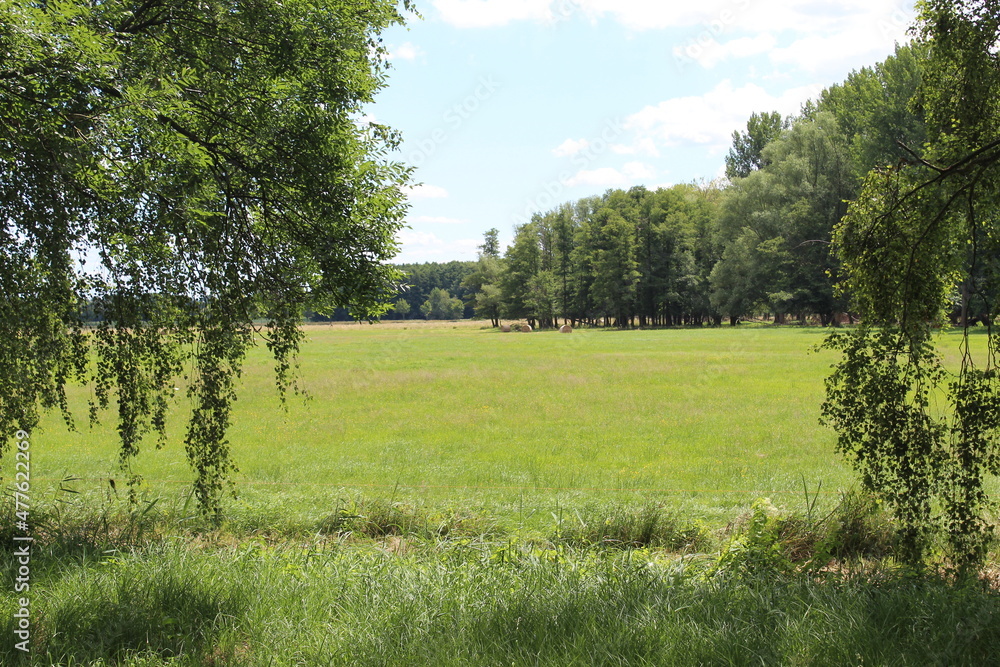 Fototapeta premium Blick auf die Wiese