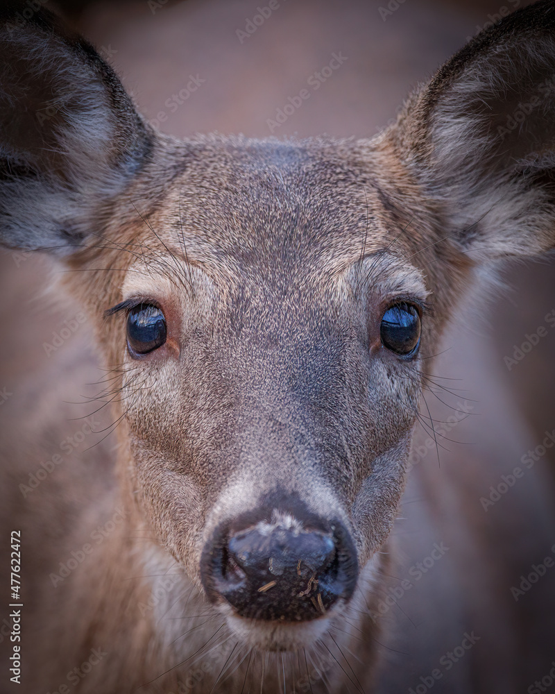 Whitetail deer - doe Whitetail deer - doe