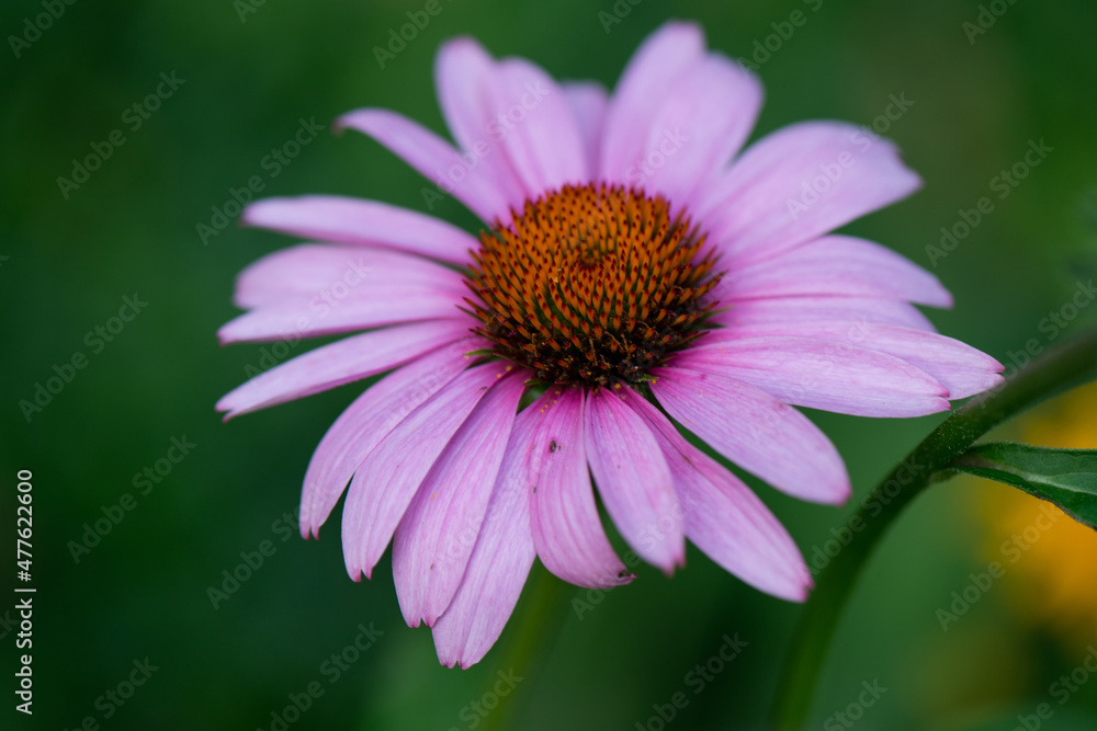 flower in the garden flower in the garden