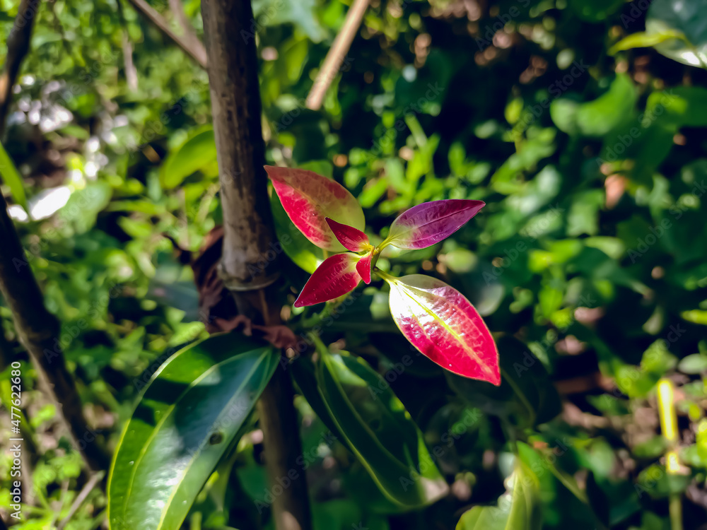 Cinnamon is a spice obtained from the inner bark of several tree species from the genus Cinnamomum. Cinnamon is a spice obtained from the inner bark of several tree species from the genus Cinnamomum.