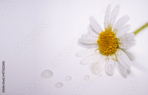 white daisy flower