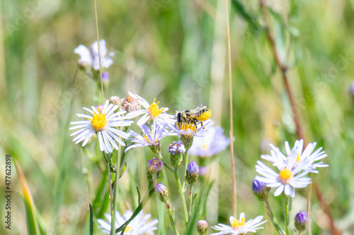 One of the Leafcutter, Mortar, and Resin Bees (Genus Megachile) Collects Pollen on its Abdomen From White Flowers photo