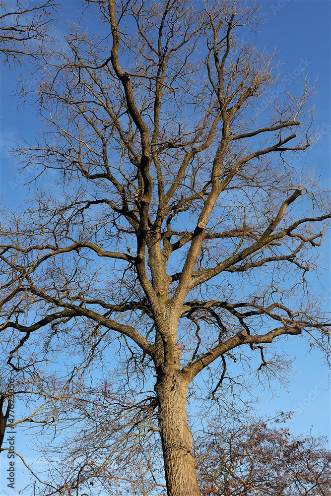 Eiche, Baum, Winter, Himmel, Baumkrone Eiche, Baum, Winter, Himmel, Baumkrone