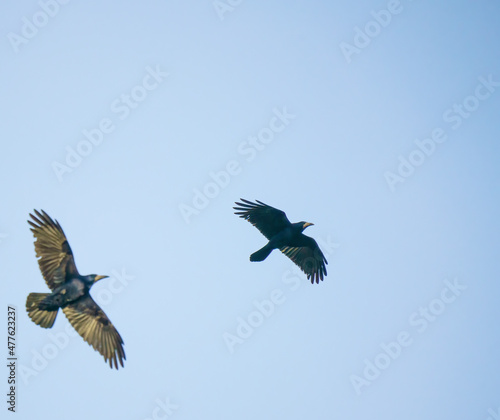 a pair of rooks (Corvus frugilegus) in flight under a clear blue sky, Salisbury Plain, Wiltshire UK  © Martin