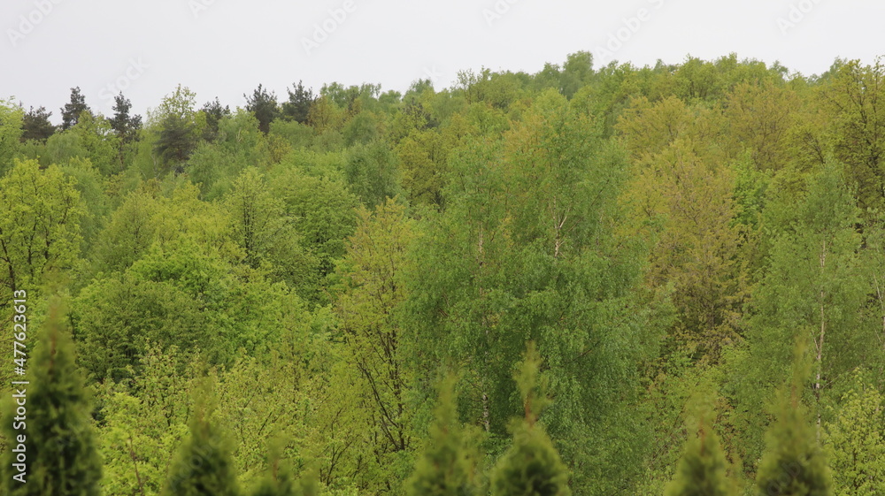 Fototapeta premium las