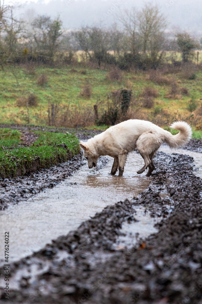 Obraz premium Chien berger suisse jouant dans la boue d’un chemin de la campagne normande par temps de pluie (Normandie, France)