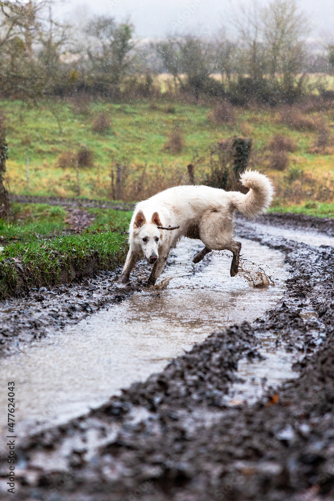 Obraz premium Chien berger suisse jouant dans la boue d’un chemin de la campagne normande par temps de pluie (Normandie, France)