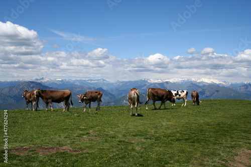 Alpine Meadow with Cattle. Amazing view over Italian Alps. © George Green