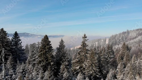 Aerial forward flight through tree tops in snowy winter landscape photo