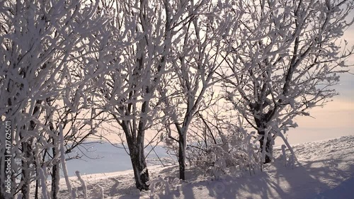 Snow falling off beautiful trees silhouettes against sun in winter photo