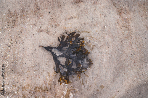 Small piece of seaweed on a compacted sand beach 